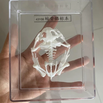1PCS CAIXA de Taxidermia sapo/Rã amostra real osso do esqueleto crânio ciência amostra de arte