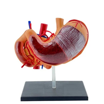 Interativo 4D Estômago Anatomia Modelo de Profissionais de PVC 4D Estômago Anatomia Ciência de Modelo para vários exames médicos Estudantes de cuidados de Saúde