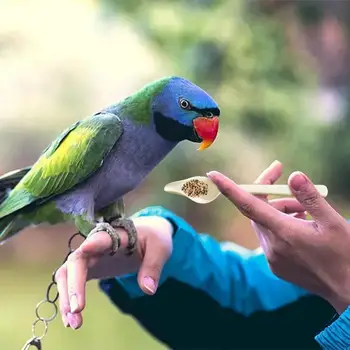 Papagaio De Alimentação Colher De Aves Alimentadores De Peônia Essentials Calopsita Utensílios De Comida De Bebê Pássaro Varanda Alimentação Ferramenta Seringa Mangueira Acessório